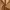 Urban Research Casual Casual pants Pria brown photo 6