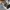 Adidas Streetwear Casual Sneakers Pria white photo 5