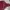 Ellesse Casual Leather jacket Pria burgundy photo 3