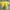 Y2K Skater T-shirt Pria yellow photo 1
