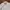 Polo Ralph Lauren Minimalist Polo shirt Pria white photo 6