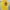 Vintage Y2K T-shirt Pria yellow photo 1