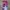 Cosplay Brief Pria purple pink photo 3