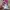 Cosplay Brief Pria purple pink photo 4