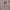 Cosplay Brief Pria Purple Pink