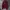 Champion Streetwear Casual Hoody Pria burgundy photo 1