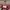 Burberry Y2K Luxury Shoulder bag Wanita red photo 2
