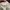 ZARA Casual T-shirt Kids cream photo 2