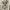ZARA Casual T-shirt Kids cream photo 3