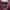 GAP Streetwear Hoody Pria burgundy photo 4