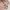 Liz Lisa Lolita Coquette Babydoll dress Wanita pink cream photo 5