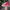 Converse Streetwear Casual Sneakers Pria white red photo 1
