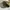 Grunge Indie Hat Pria green khaki photo 6
