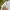 Casual Polo shirt Pria white photo 5