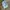 Casual Short Pria green photo 1