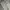 Uniqlo Streetwear Biker Casual pants Pria cream photo 4