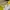 Casual T-shirt Pria white yellow photo 4