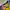 Sportswear Casual T-shirt Pria yellow photo 3
