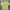 Topten Coquette Crop top Wanita green yellow photo 1