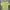 Topten Coquette Crop Top Wanita Green Yellow