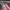 Adidas Streetwear Sportswear Sneakers Wanita pink photo 3
