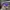 Adidas Streetwear Sportswear Sneakers Wanita purple photo 2