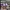 Adidas Streetwear Sportswear Sneakers Wanita purple photo 5