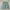 Burberry Sportswear Casual Harrington Jacket Pria Green