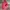 Uniqlo Gorpcore Trench coat Pria red photo 2