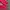 Uniqlo Gorpcore Trench coat Pria red photo 4