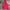 Uniqlo Gorpcore Trench Coat Pria Red