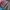 Helly Hansen Gorpcore Trench coat Pria red pink photo 6