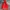 Helly Hansen Gorpcore Track jacket Pria red orange photo 1
