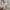 Gorpcore Trench coat Pria burgundy red photo 5