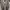 Adidas Skater Sneakers Pria gray photo 5