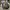 Adidas Skater Sneakers Pria gray photo 3