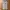 Montbell Streetwear Gorpcore Tracksuit Pria tan photo 4
