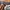 Montbell Streetwear Gorpcore Tracksuit Pria tan photo 7