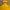 Dickies Sportswear Parka Pria yellow photo 3