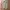Uniqlo Streetwear Sportswear Sweatpants & Joggers Pria tan photo 4