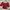 Coquette Blouse Wanita red photo 1