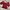Coquette Blouse Wanita red photo 2