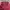 Karl Kani Minimalist Shirt Wanita burgundy photo 5