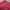 Karl Kani Minimalist Shirt Wanita burgundy photo 2