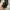 Millet Gorpcore Sportswear Tracksuit Pria tan photo 5