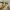 Millet Gorpcore Sportswear Tracksuit Pria tan photo 6