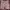 Element Streetwear Skater Short Pria burgundy tan photo 1