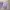 Minimalist Sweater Wanita purple photo 1