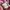 Streetwear Luxury T-shirt Pria pink photo 4