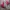 Converse Skater Sneakers Pria red photo 4